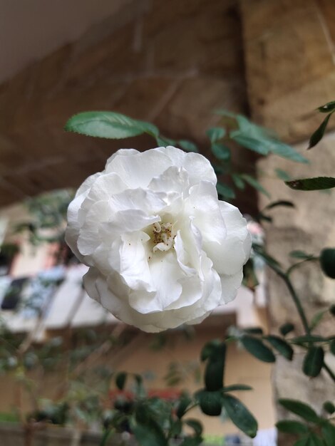 Photo white rose flower