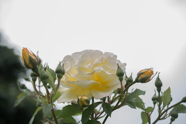 A white rose in the garden