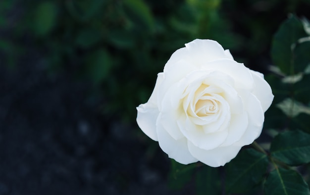 White rose grows in the garden