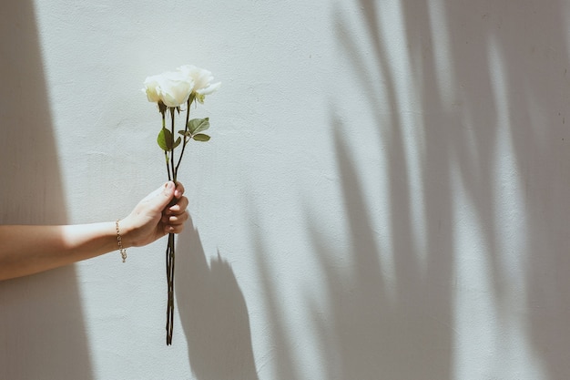 White rose in a hand with gray wall concrete with shawdows