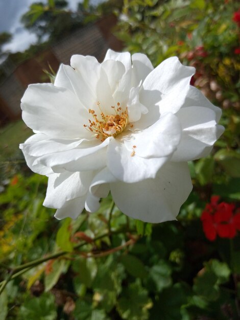 Photo a white rose is in a garden with red flowers.