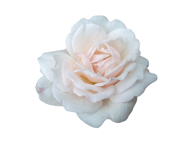 White rose isolated on white background