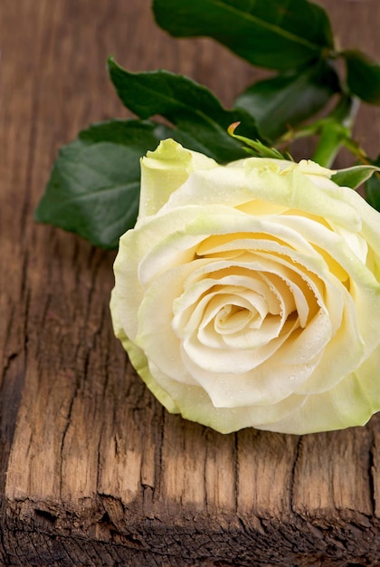 White Rose Lovely covered with drops of rossa on a wooden brown background