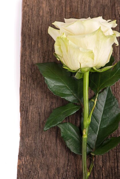 White Rose Lovely covered with drops of rossa on a wooden brown background