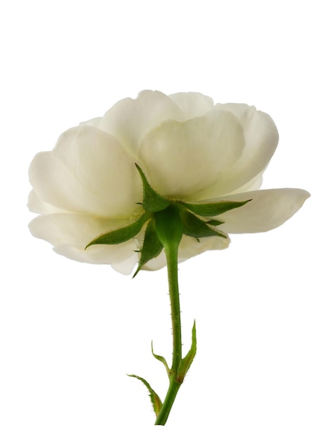 white rose or rosehip on a stem isolated on a white background