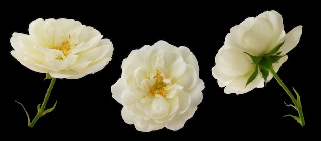 white rose or rosehip on a stem isolated on a white background