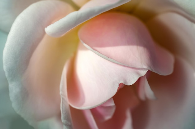 White rose showing fine texture