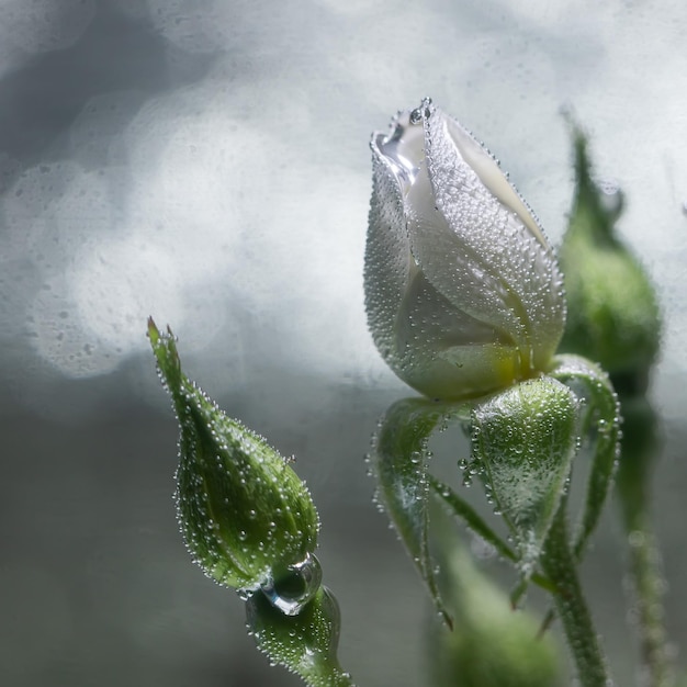 Photo white rose underwater with air bubbles on a gray background