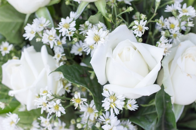 White rose for Valentine