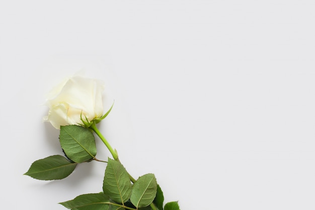 White rose on a white wall, with place for text, with copy space. Concept gentle walls with flowers, walls for flower shops, wedding texts, underwear and perfume.