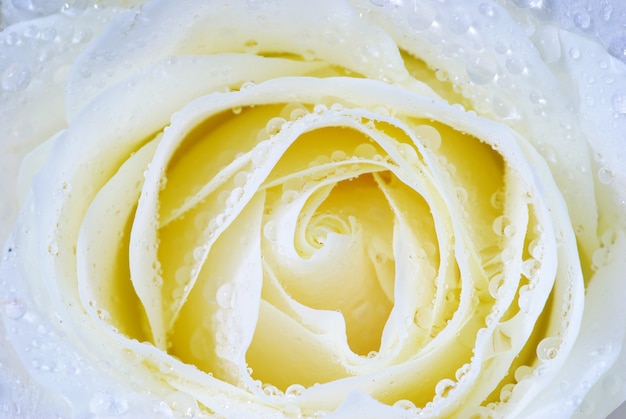 White rose with dew drops