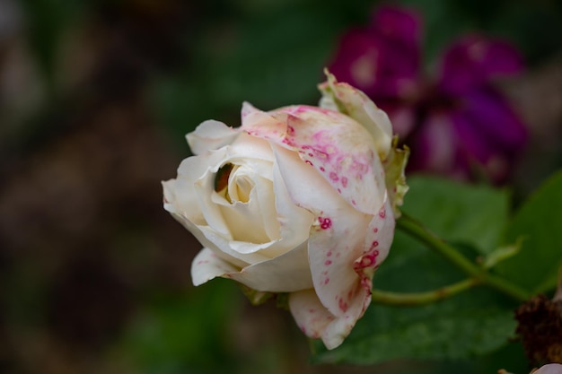 White rose with speckled petals macro photography in a rainy fall day Garden rose with raindrops