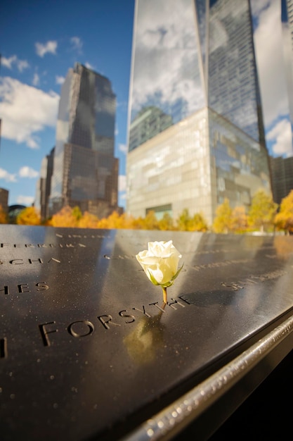 White rose with water drops at 9 11 Memorial in New York, USA