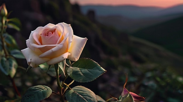 a white rose with yellow and orange stripes is in front of a mountain