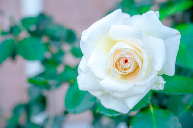 white rose