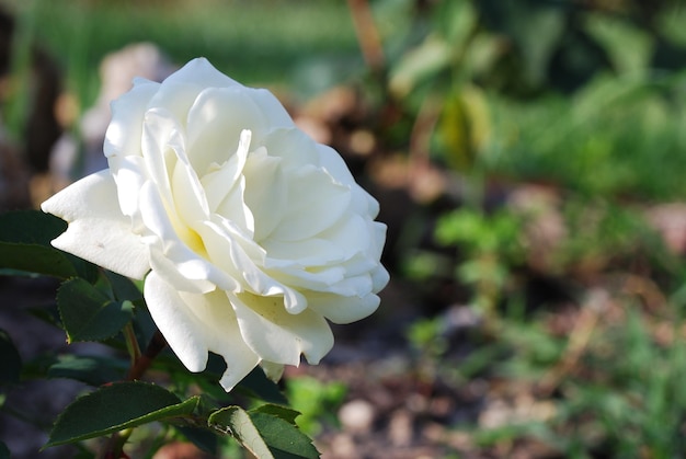 White rose