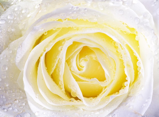 White rose