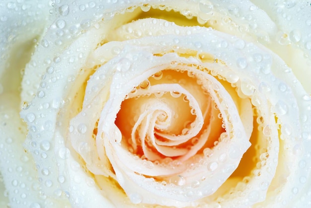 White rose