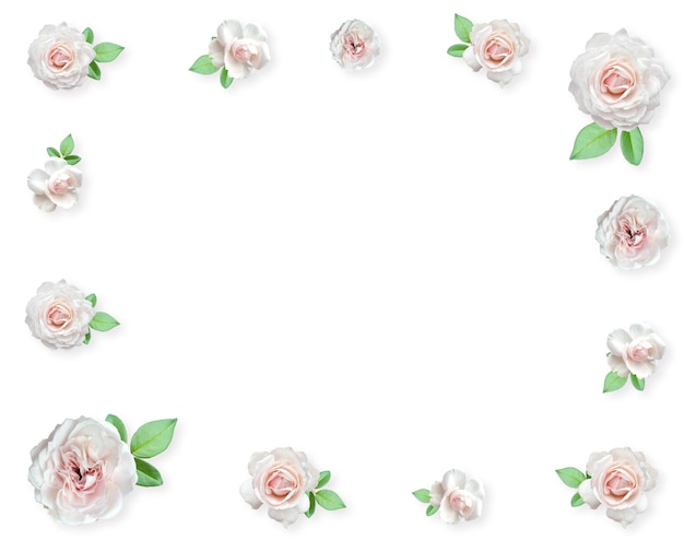 White Roses Arrangement Flower roses frame on pastel background