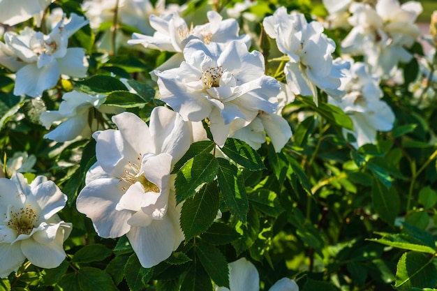 White Roses Bloming in the Garden, Green Leaves as Background.