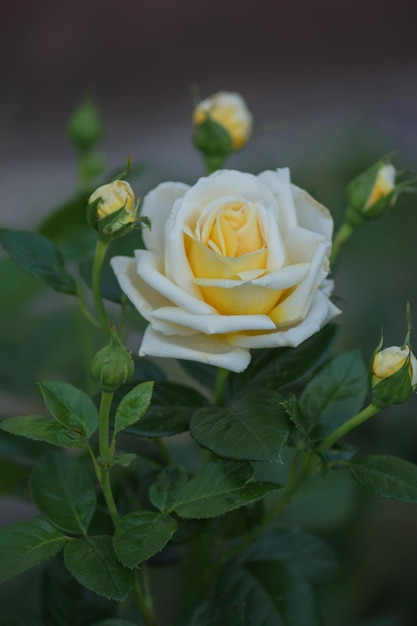 White roses blooms in the garden White rose bush White rose in a garden