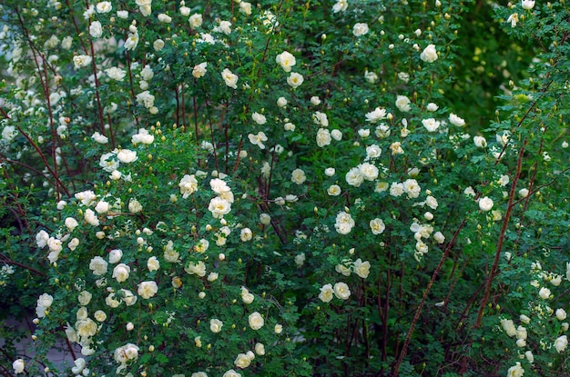 White roses on the bush macro rose garden