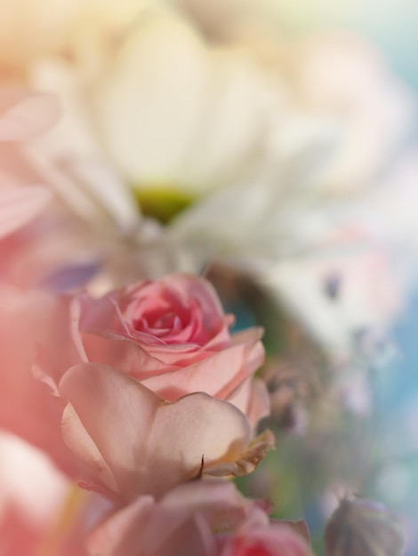 White roses and chrysanthemums on a white background. Bride's bouquet. background. Soft pastel colors. Background for postcards, invitations, and greetings.