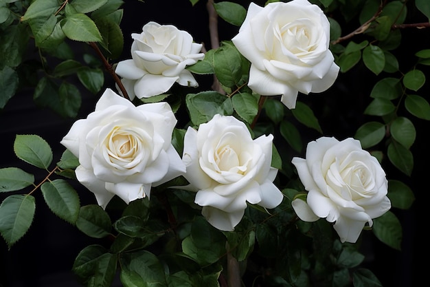 White roses on dark background