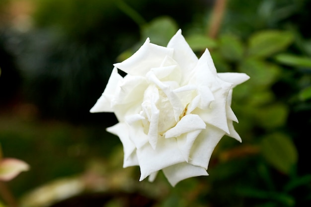 White roses decorated in backyard