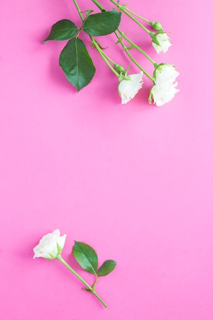 White roses on the pink backgroundTop view Copy space Closeup Location vertical