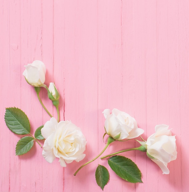 White roses on pink wooden background