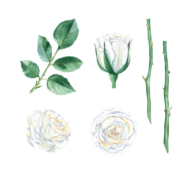 White roses set isolated on white background Watercolor illustration