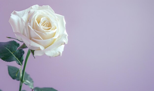 Photo white roses with empty space for text lavender background