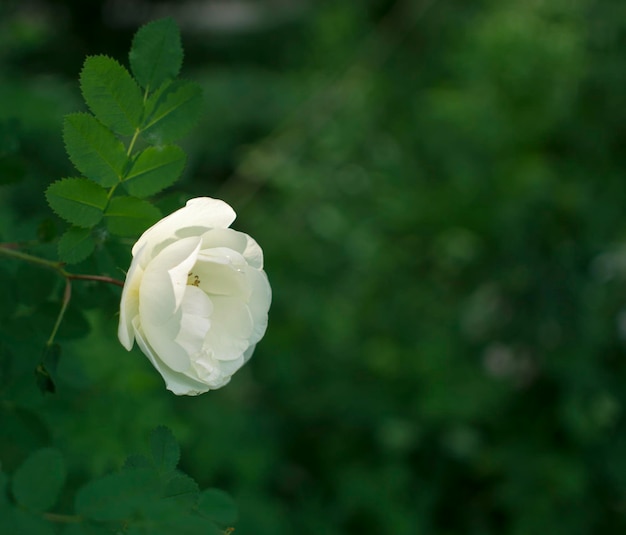 White roseship flower on a dark green background Copy space