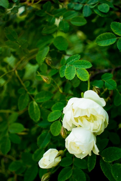 White roseship flower on a dark green background