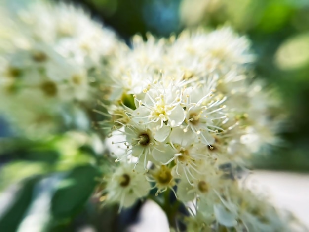 white rowan flowers close up