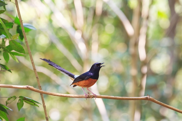 White-rumped Shama (Copsychus malabaricus), standing on a branch