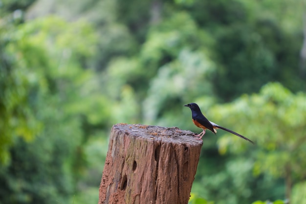 White-rumped Shama standing on a branch