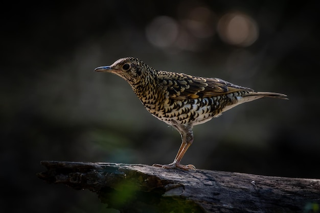 White's Thrush Zoothera aurea in the forest animal portrait