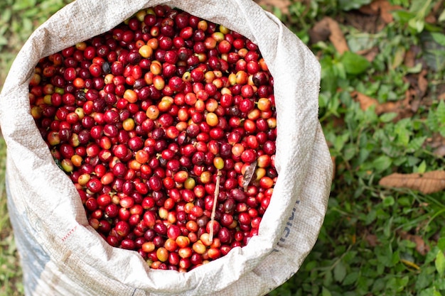 White sack full of ripe bright red freshly picked coffee beans