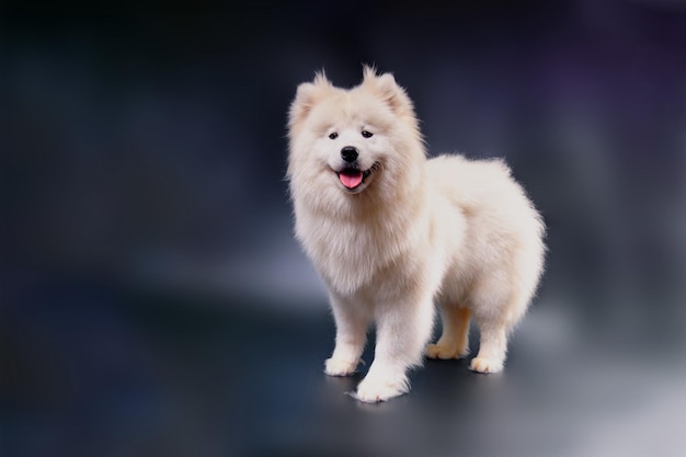 A white Samoyed dog after express molting washing and drying Studio photo of a wellgroomed dog