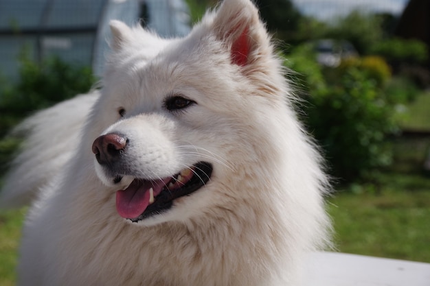 White Samoyed dog in the garden on the green grass Purebred dog