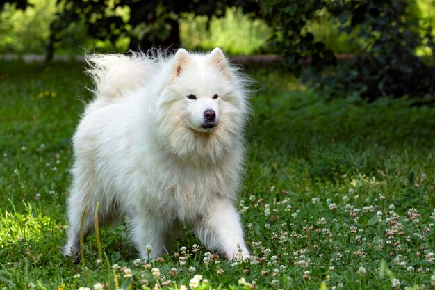 A white Samoyed dog plays on a green field in closeup