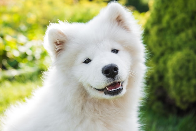 White Samoyed puppy dog smiles muzzle in the garden on the green grass