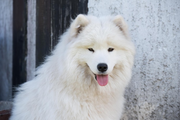 White Samoyed puppy sits in the courtyard Dog in nature a walk in the park