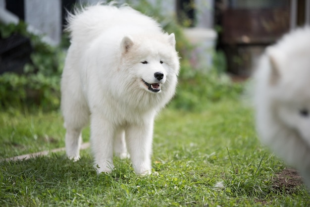 White Samoyed puppy sits in the courtyard Dog in nature a walk