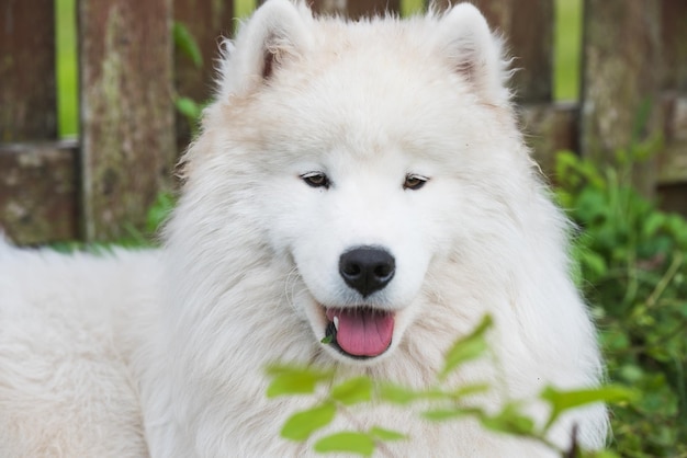 White Samoyed puppy sits on the green grass Dog in nature a walk in the park