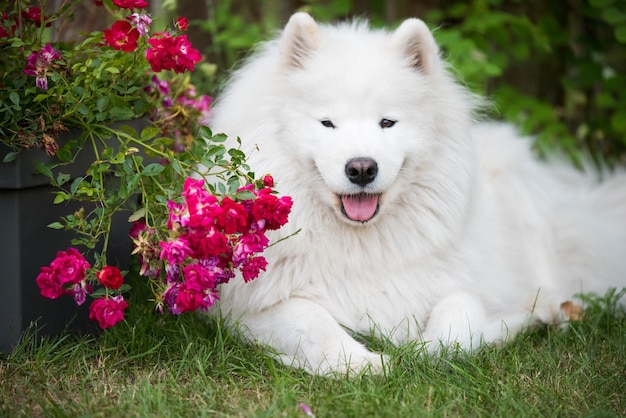 White Samoyed puppy sits on the green grass with flowers Dog in nature a walk in the park