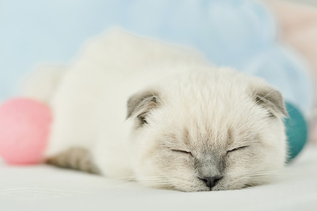 White Scottish fold domestic cat sleeping in white bed. Beautiful white kitten. Portrait of Scottish kitten. Cute white cat kitten fold grey ears. Cozy home. Animal pet cat. Close up copy space.