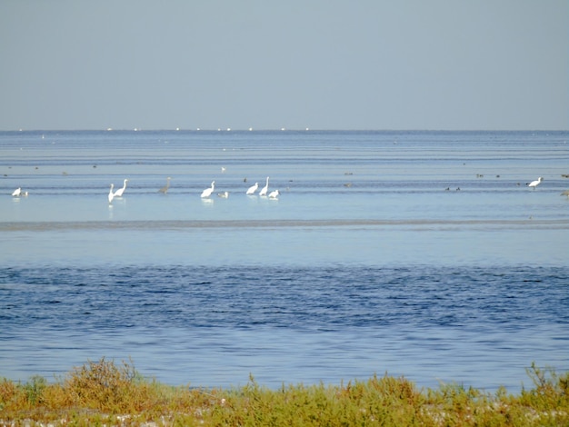 White sea birds walk near the shore on the water The sky and the sea are different shades of blue